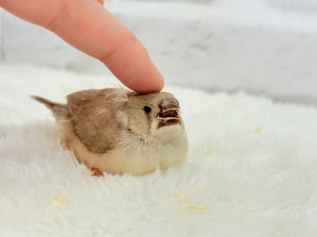 むっちむちのラテカラー🐥☕️ジャンボキンカチョウ(フォーン) ヒナ ジャンボキンカチョウ