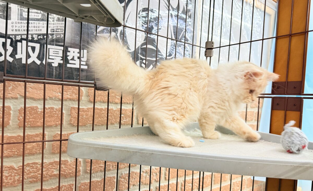 ミヌエット