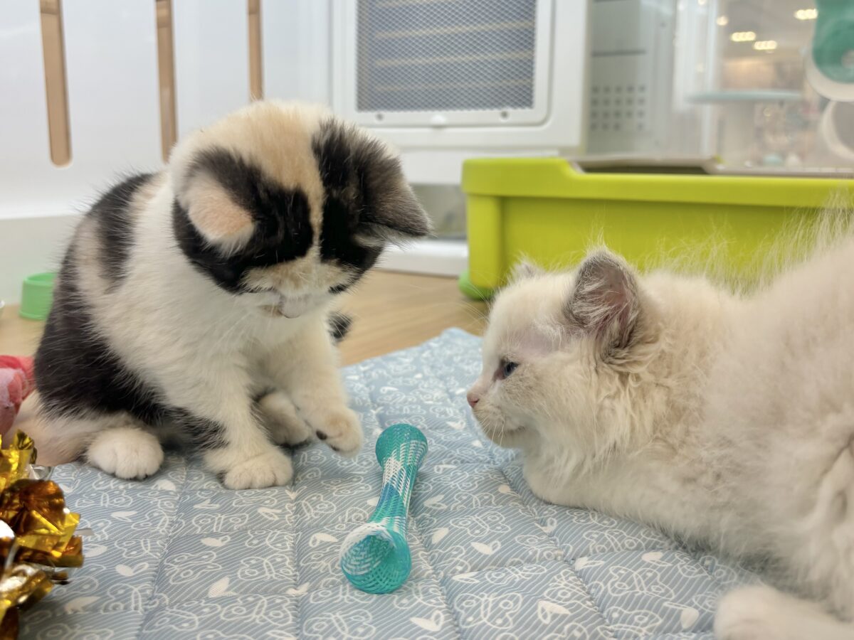 ミックス猫
