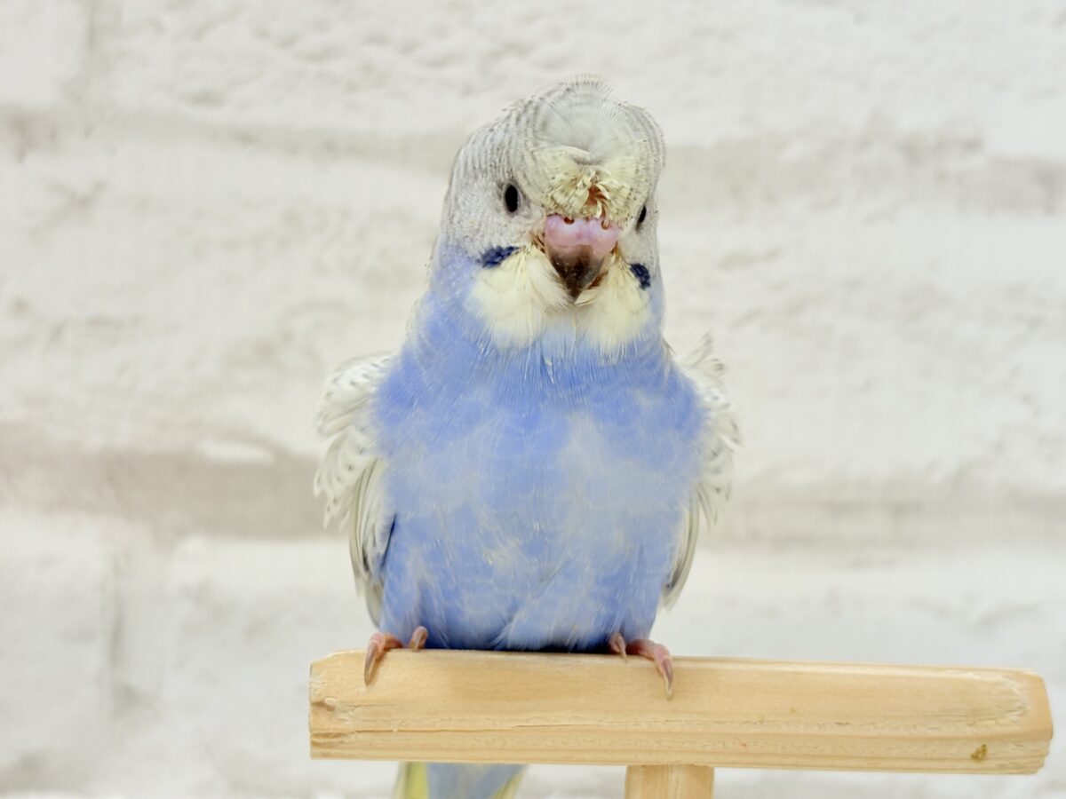 梵天セキセイインコ