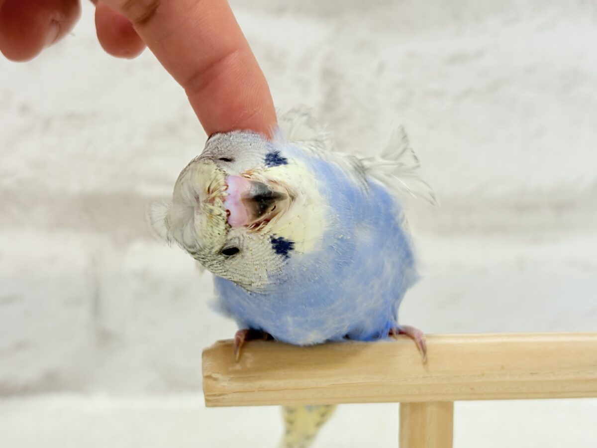 梵天セキセイインコ