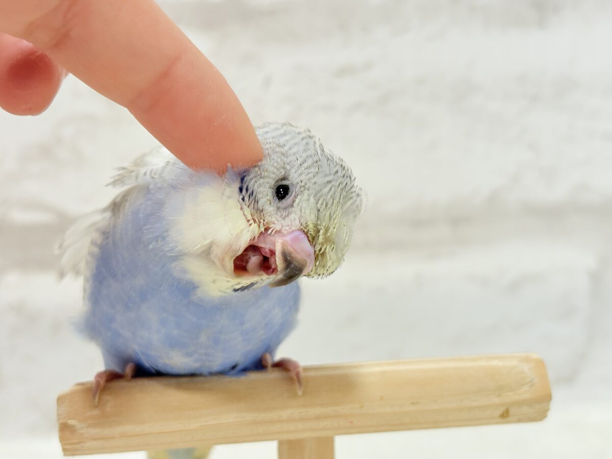 梵天セキセイインコ