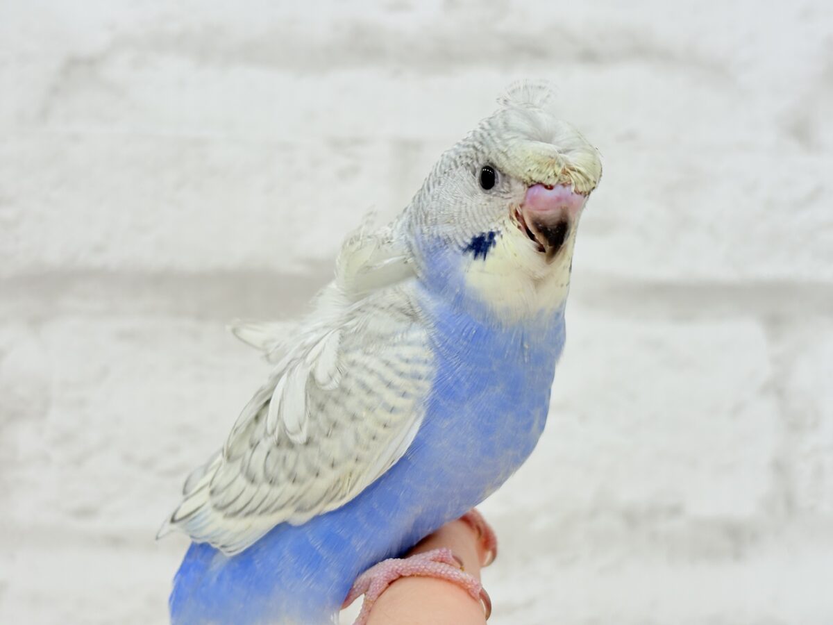 梵天セキセイインコ