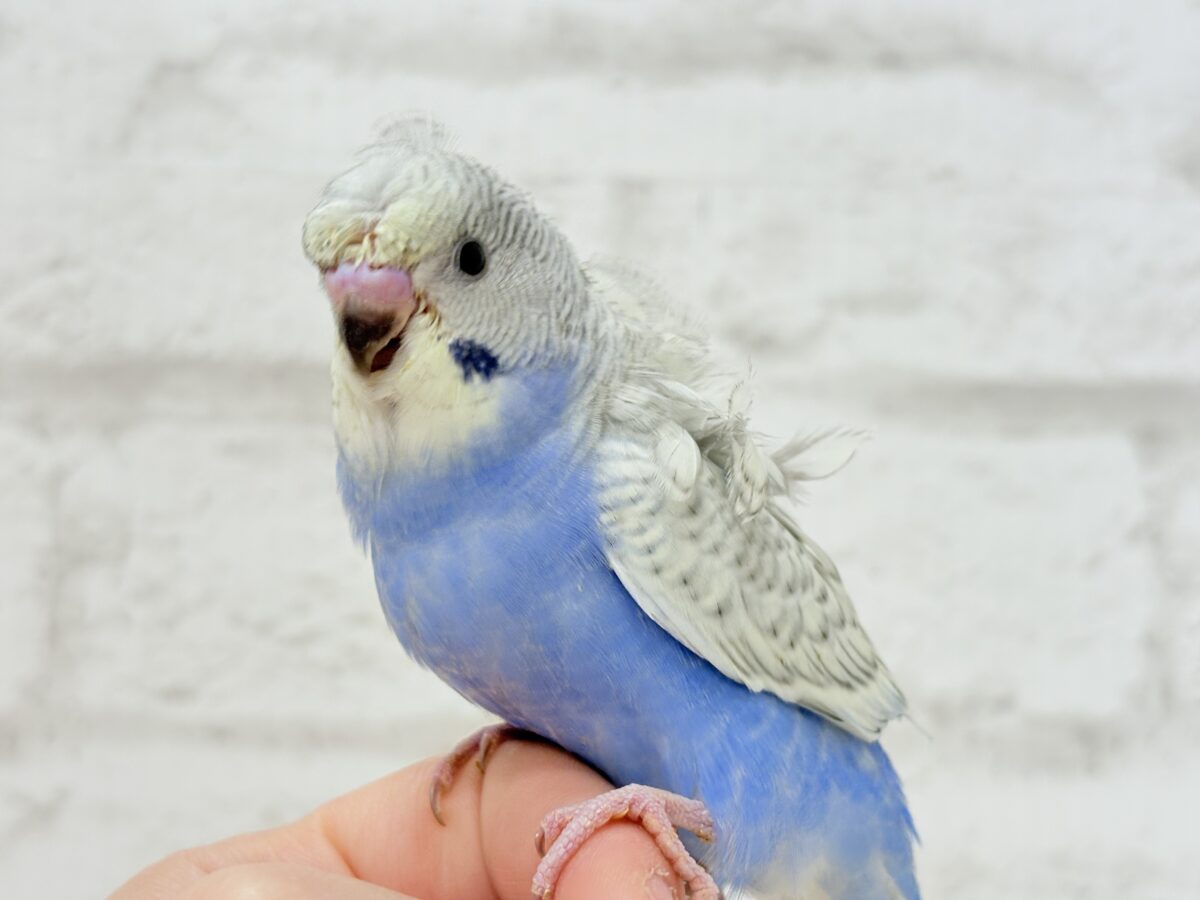 梵天セキセイインコ