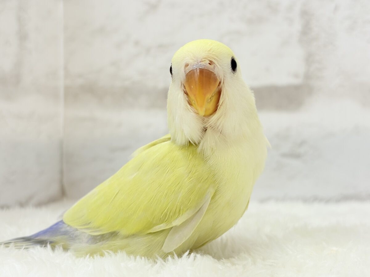 コザクラインコ（小桜インコ）