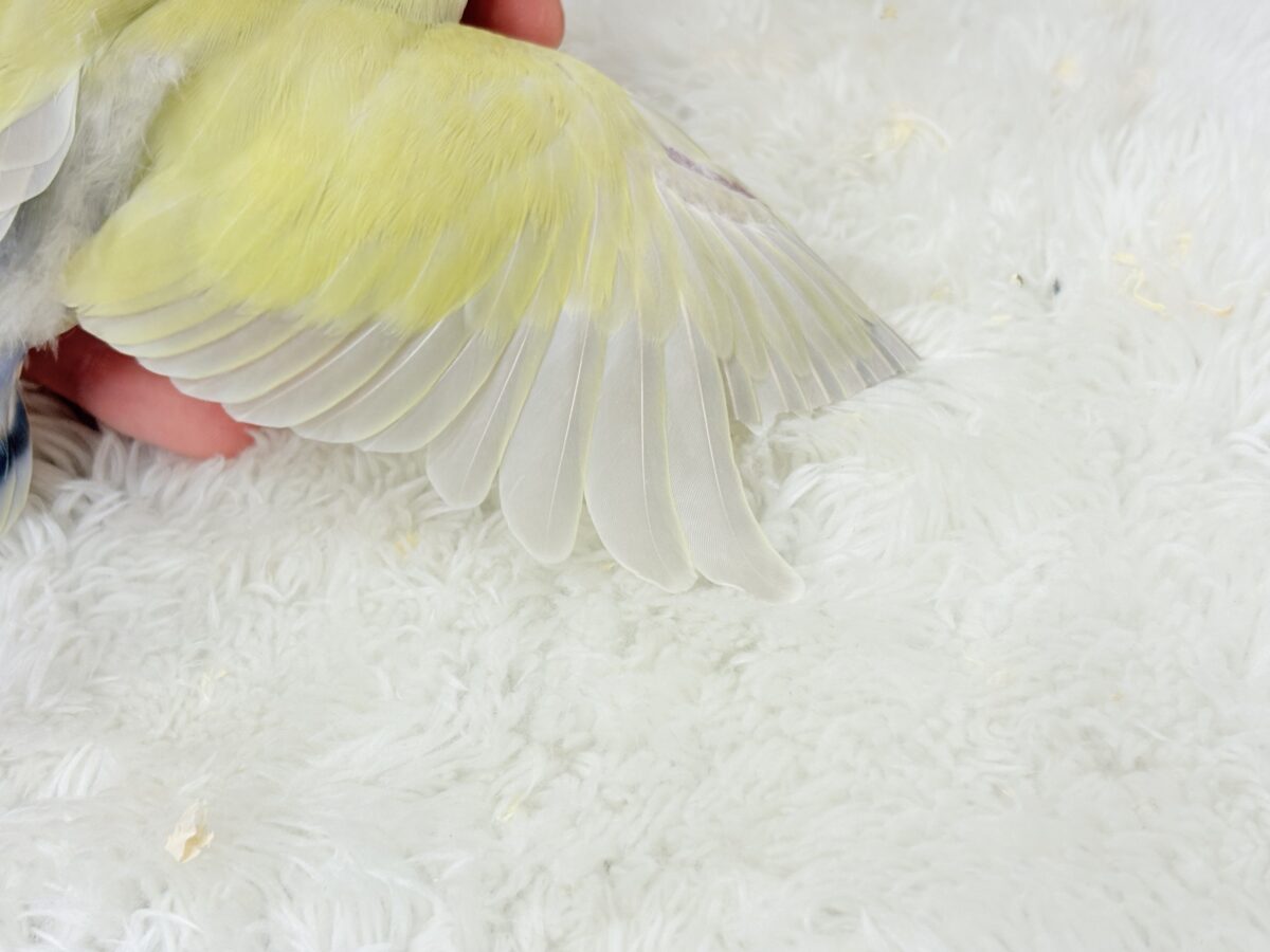 コザクラインコ（小桜インコ）
