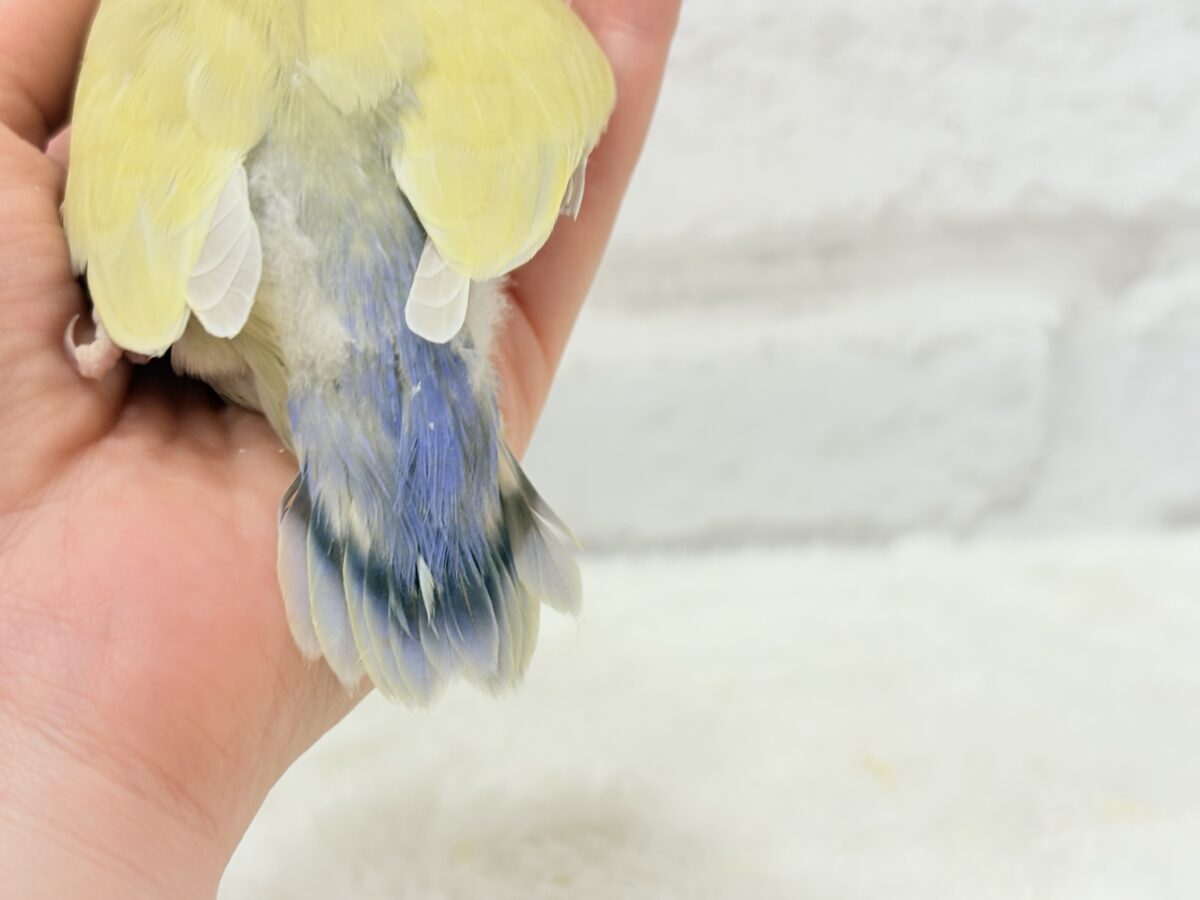 【最新画像更新🪄】ふんわり柔らか癒し系🪅コザクラインコ(シナモン) ヒナ コザクラインコ(小桜インコ)