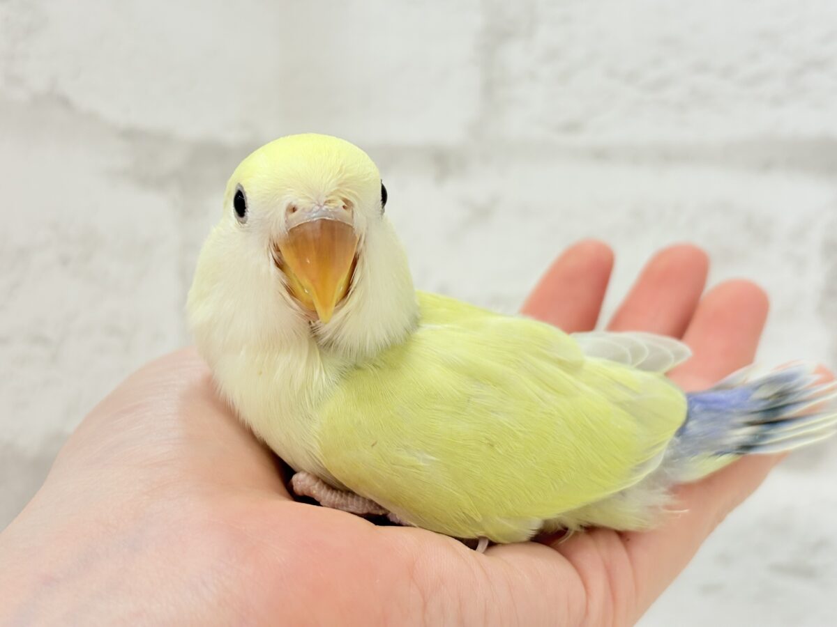 コザクラインコ（小桜インコ）