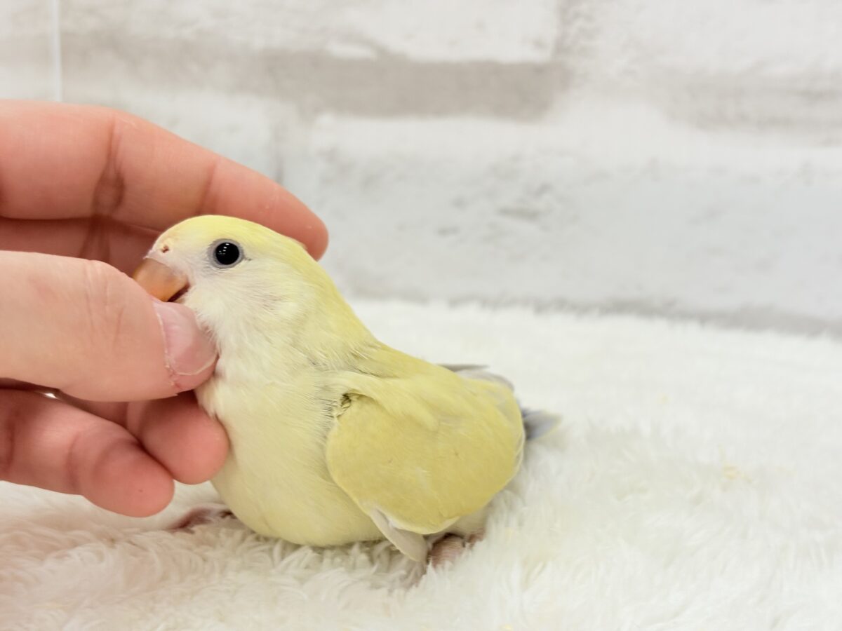 コザクラインコ（小桜インコ）