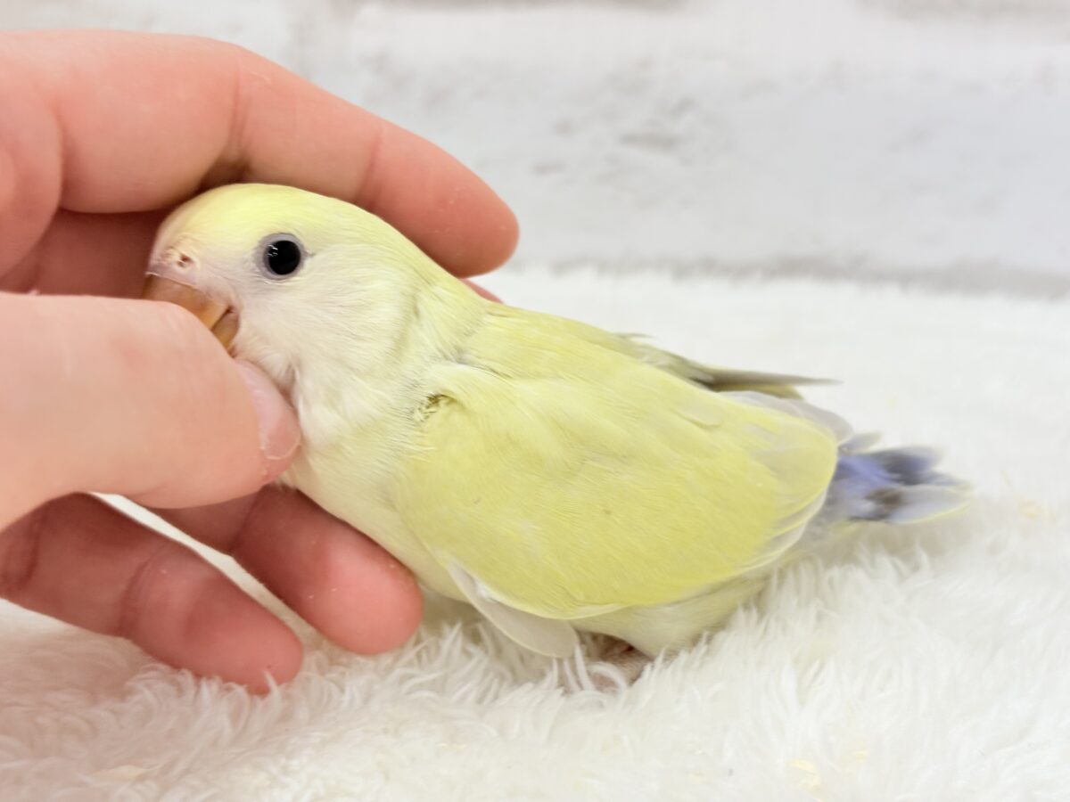 コザクラインコ（小桜インコ）