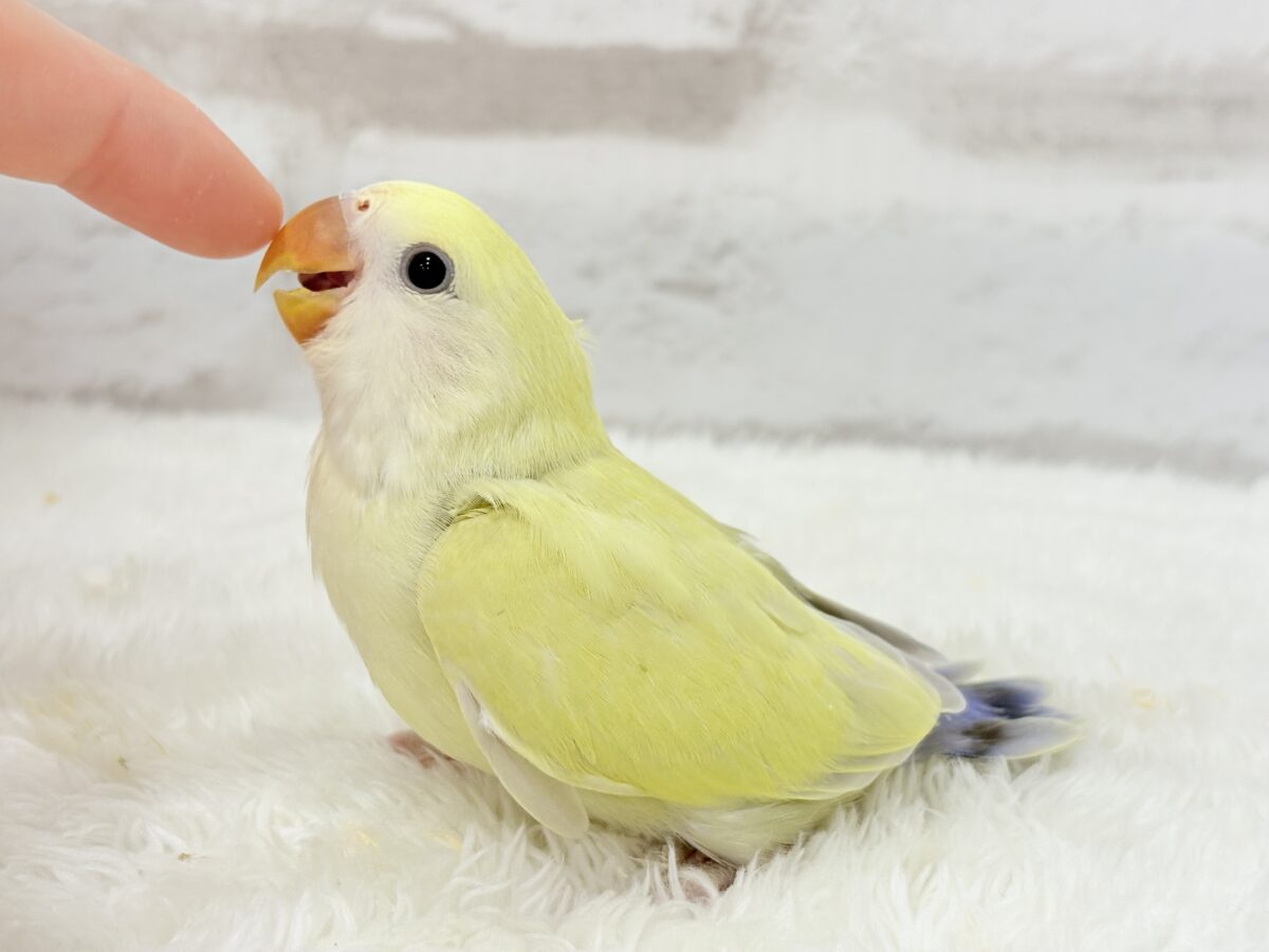 【最新画像更新🪄】ふんわり柔らか癒し系🪅コザクラインコ(シナモン) ヒナ コザクラインコ(小桜インコ)