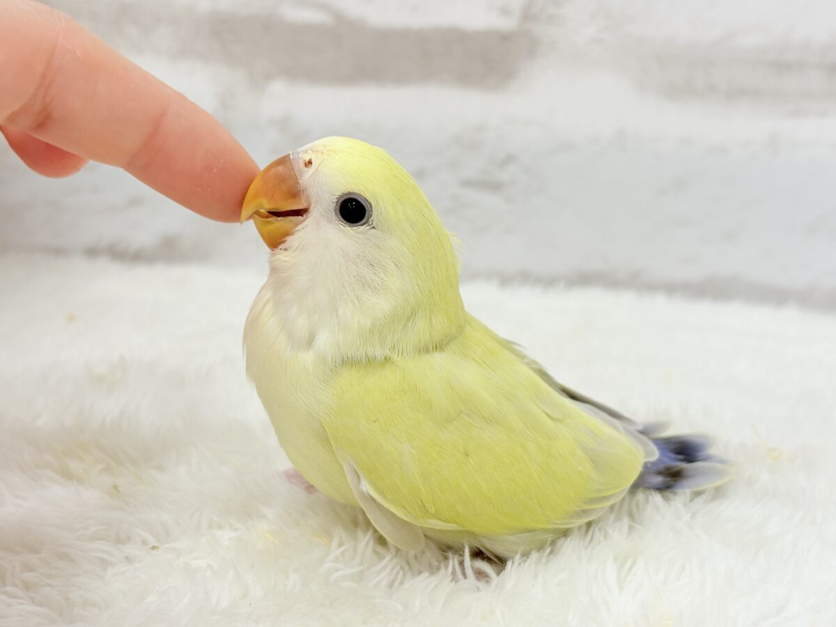 コザクラインコ（小桜インコ）