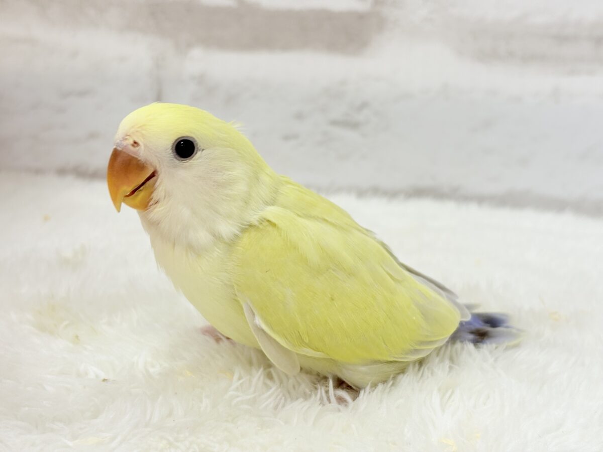 コザクラインコ（小桜インコ）