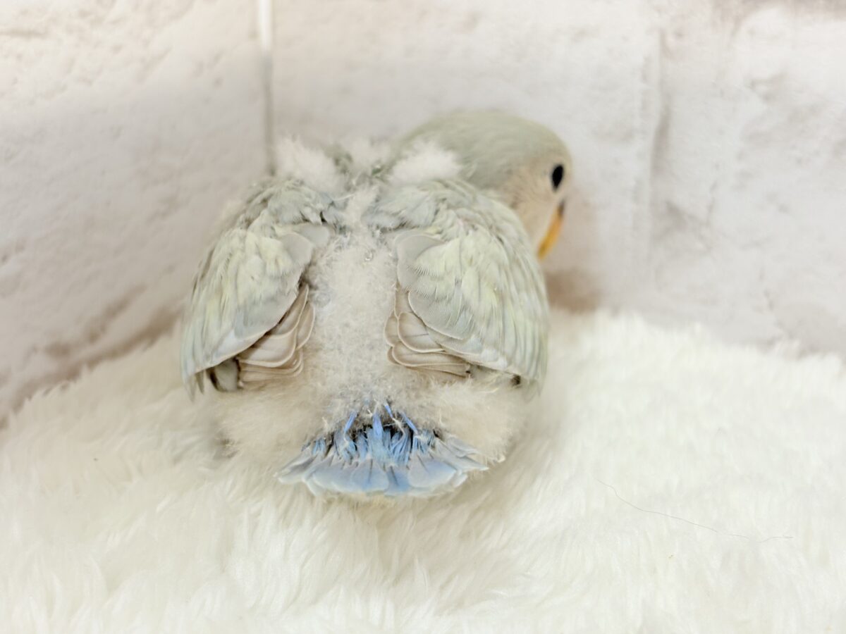 【最新画像更新🪄】ふわふわちゃんの癒しをお届け♡コザクラインコ ヒナ コザクラインコ(小桜インコ)