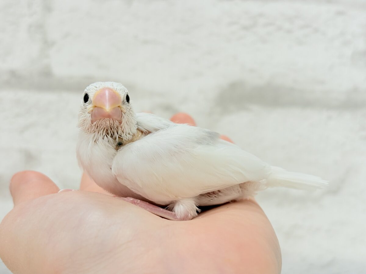 【最新画像更新🪄】真っ白ホワイト大福ちゃん🐣🍡白文鳥 ヒナ 白文鳥