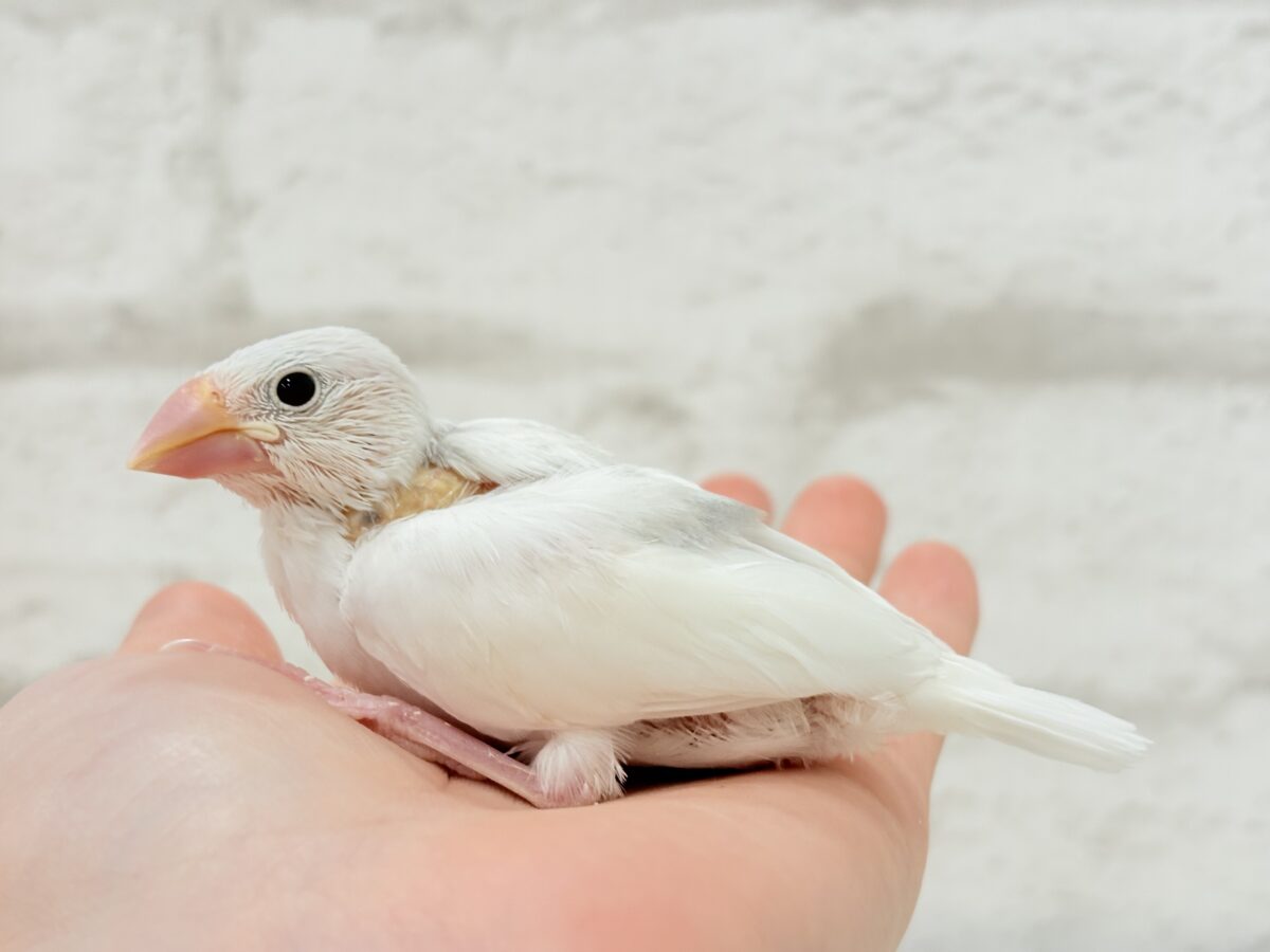 【最新画像更新🪄】真っ白ホワイト大福ちゃん🐣🍡白文鳥 ヒナ 白文鳥