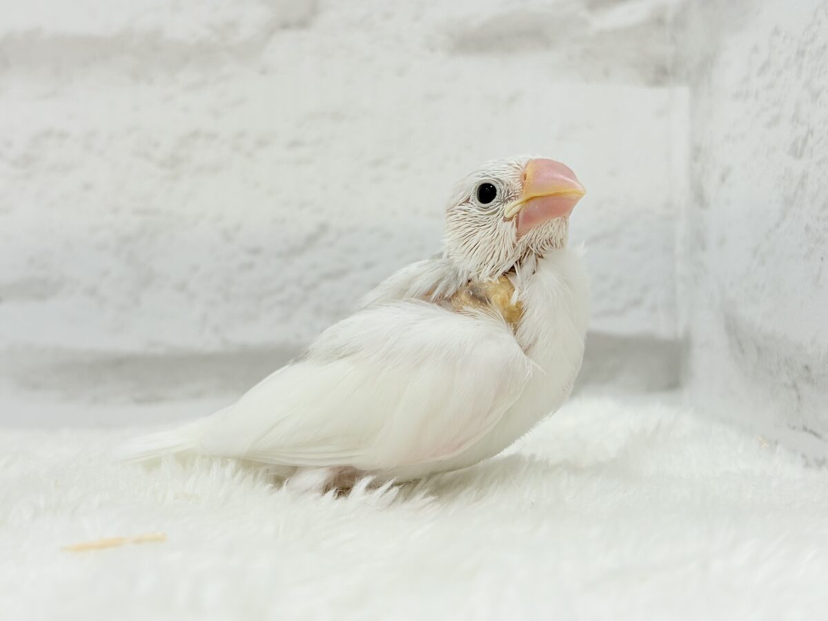 【最新画像更新🪄】真っ白ホワイト大福ちゃん🐣🍡白文鳥 ヒナ 白文鳥