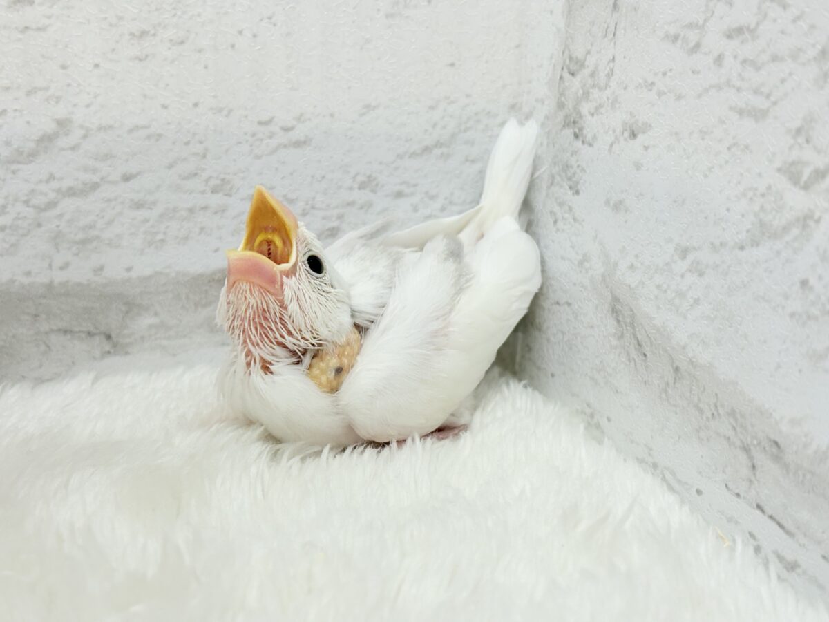【最新画像更新🪄】真っ白ホワイト大福ちゃん🐣🍡白文鳥 ヒナ 白文鳥