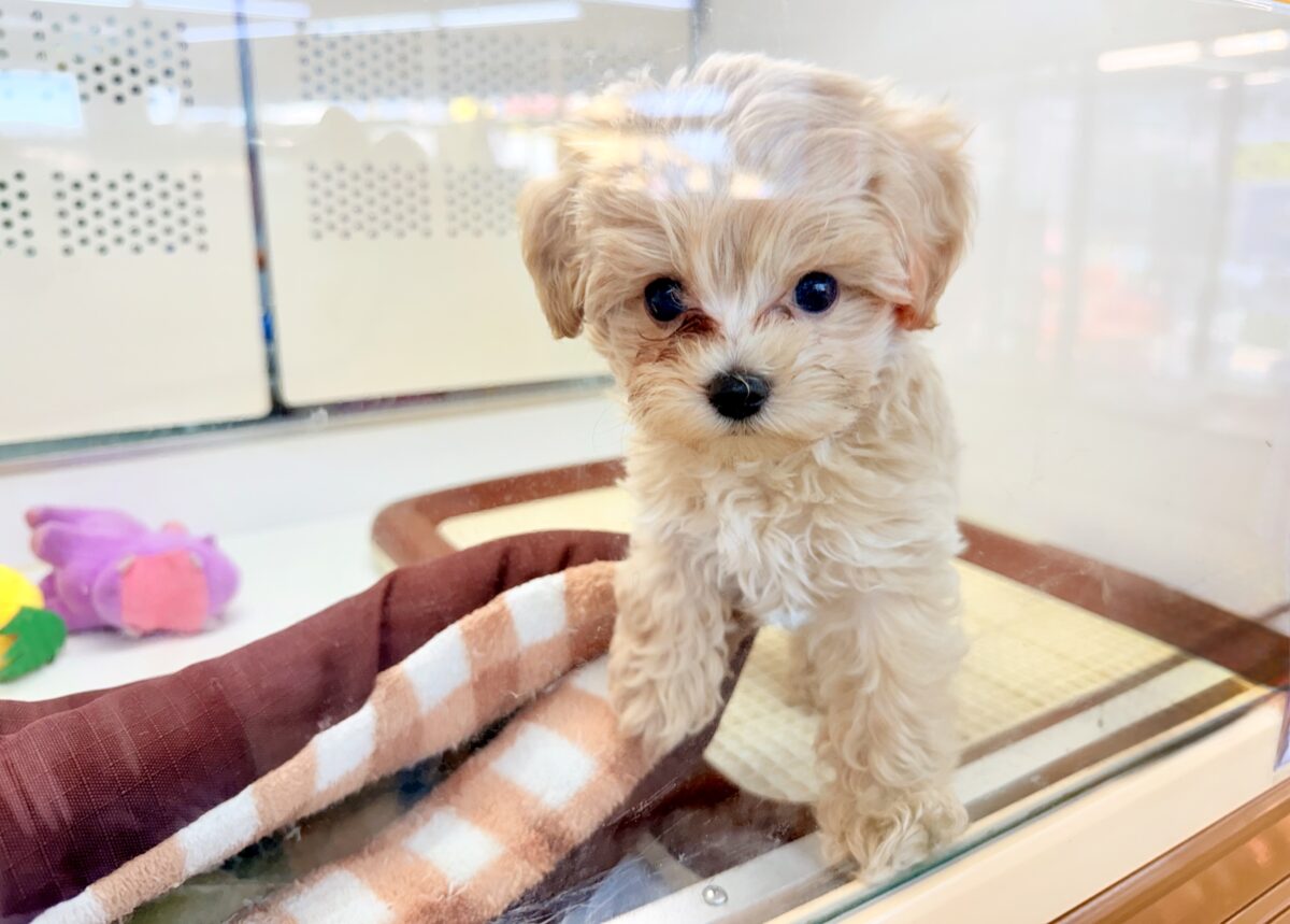 最新画像📸ハーフ犬(マルチーズ×トイプードル)女の子♪サークルデビューしました〜 マルプー