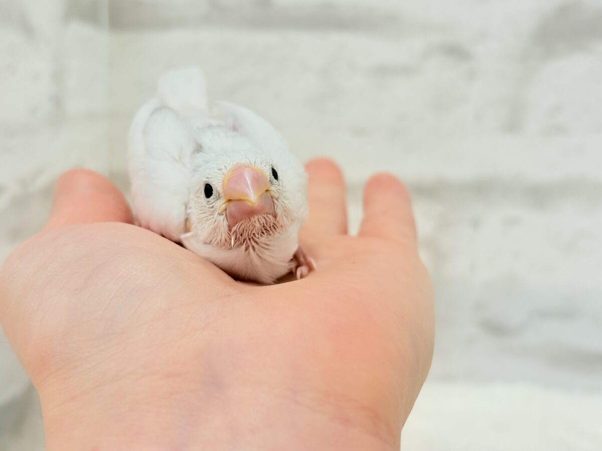 【最新画像更新🪄】真っ白ホワイト大福ちゃん🐣🍡白文鳥 ヒナ 白文鳥