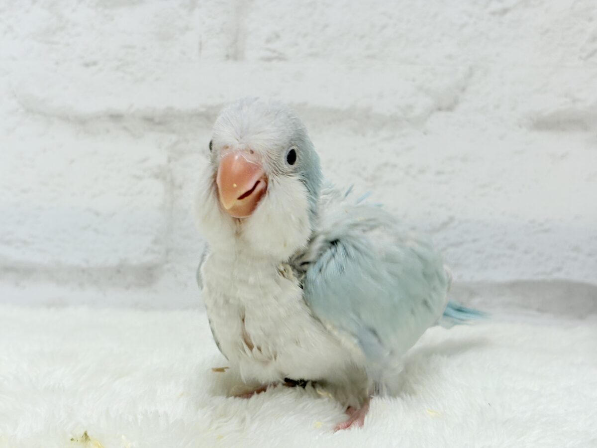 【最新画像更新🪄】ラムネみたいな淡いブルー🐣🩵🫧オキナインコ(ブルーパリドイノ) ヒナ オキナインコ