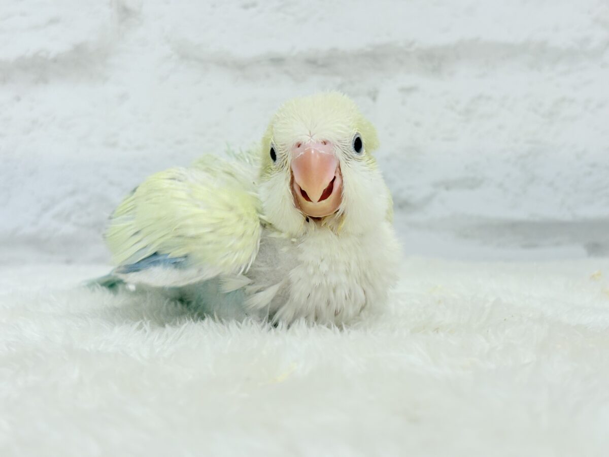 【最新画像更新🪄】甘々コットンキャンディー🐥🍬🫧オキナインコ(アクアブルーパリドオパーリン) ヒナ オキナインコ
