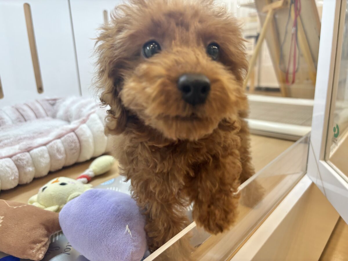 トイプードル