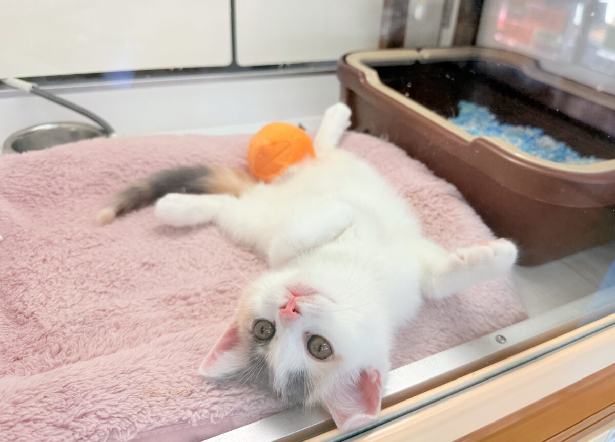 スコティッシュフォールド