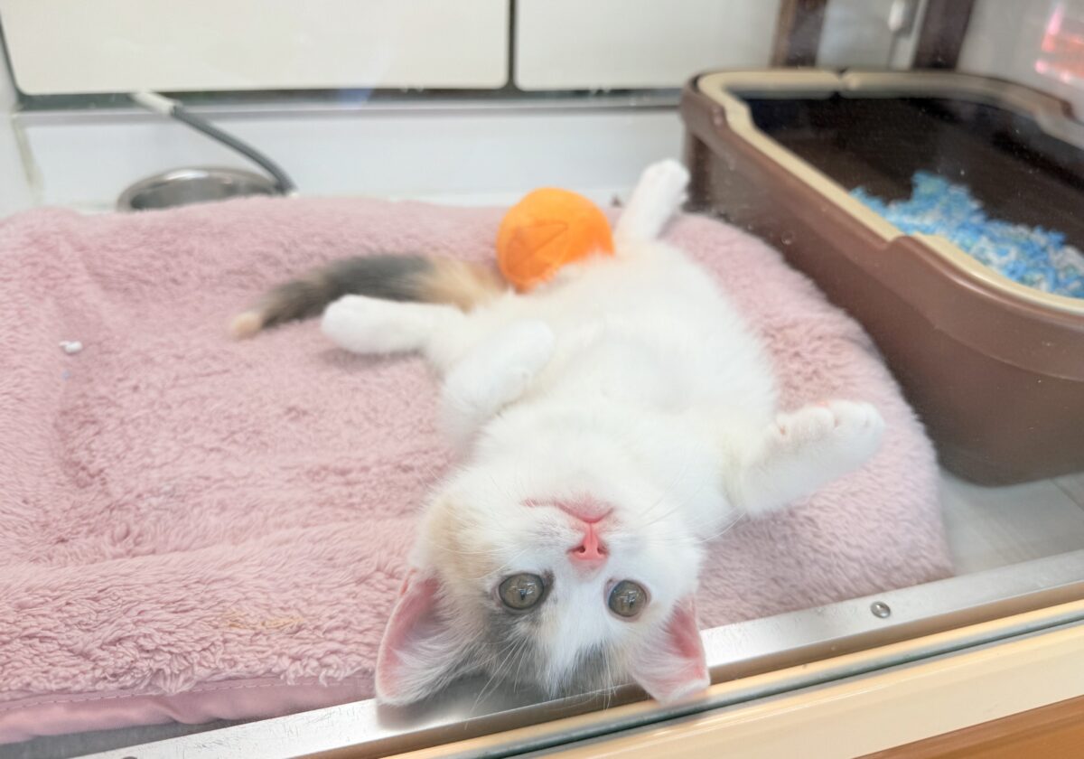 スコティッシュフォールド