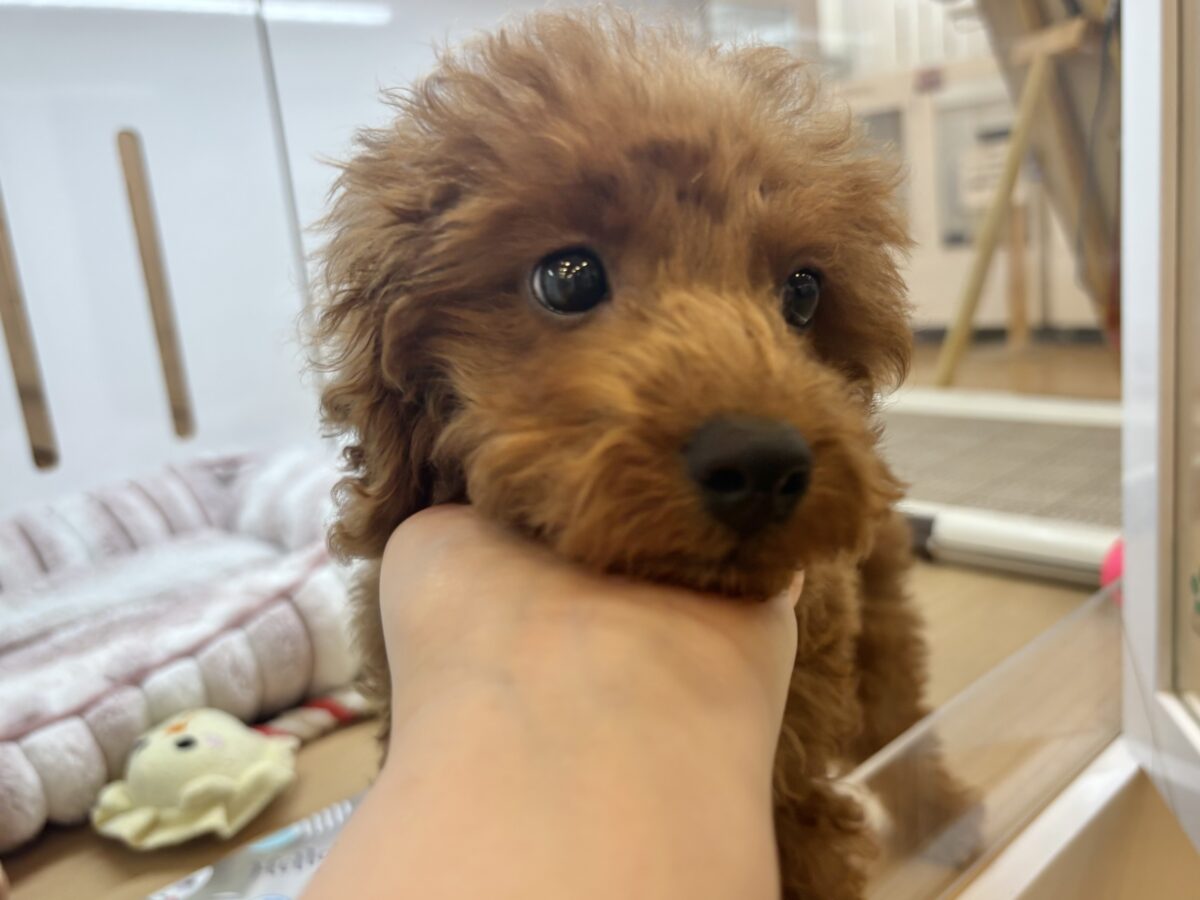 トイプードル