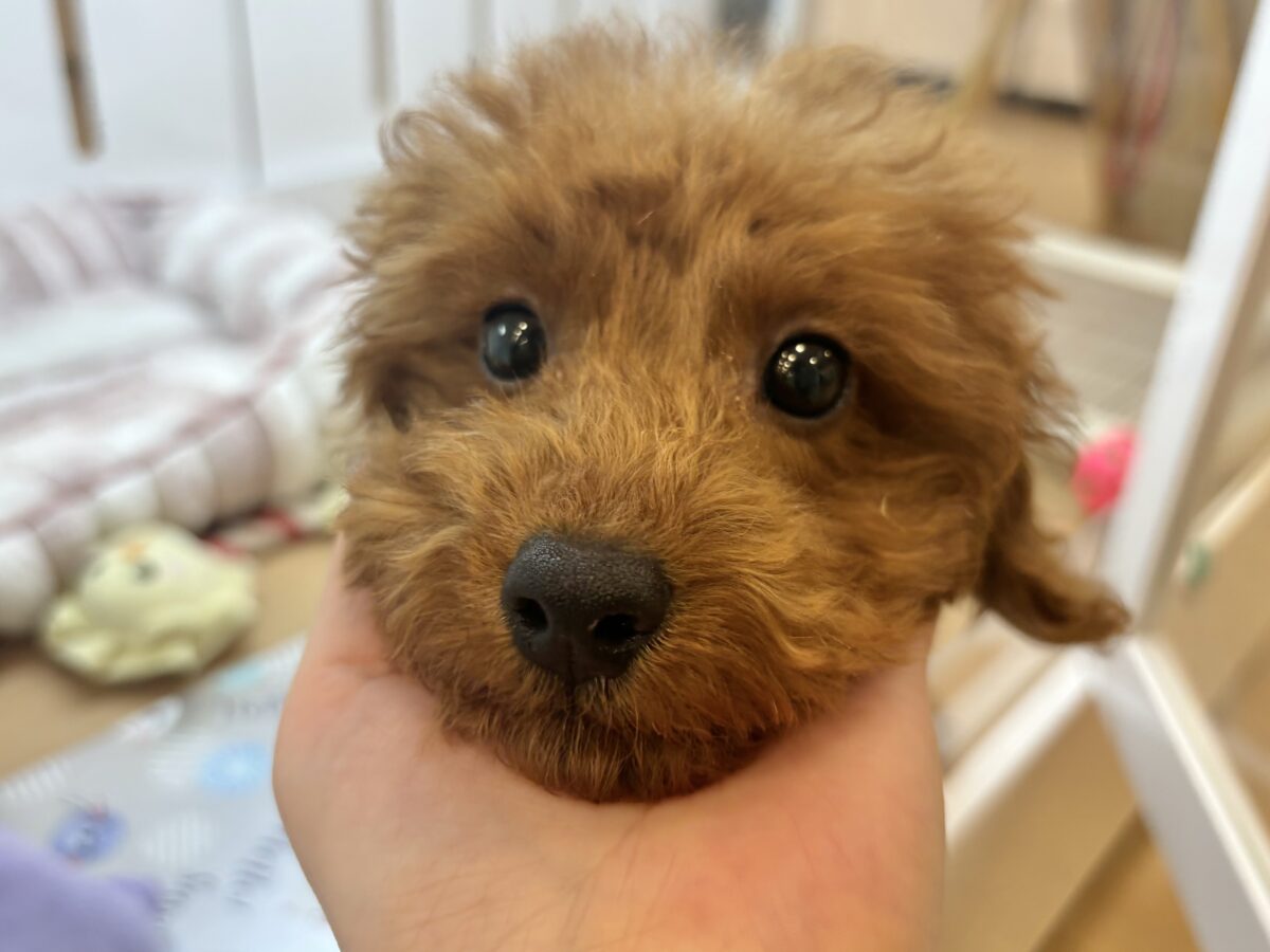 お腹見せた〜〜いっ♥トイプードルくん! トイプードル