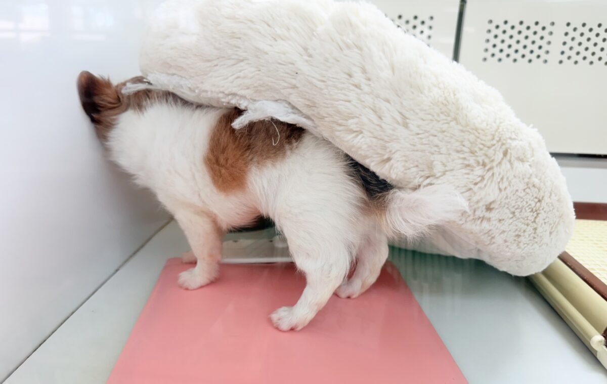 チワワ