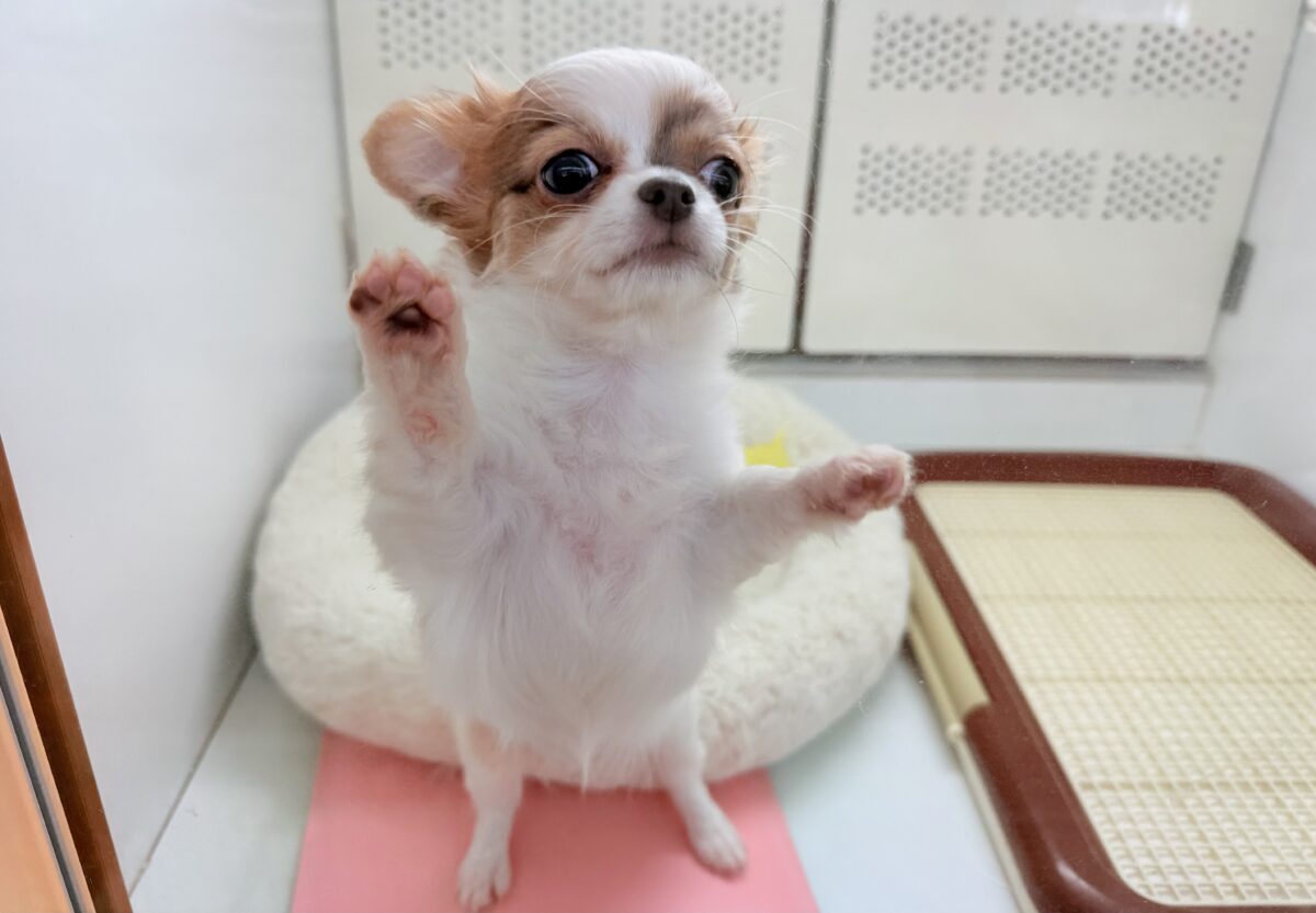 チワワ