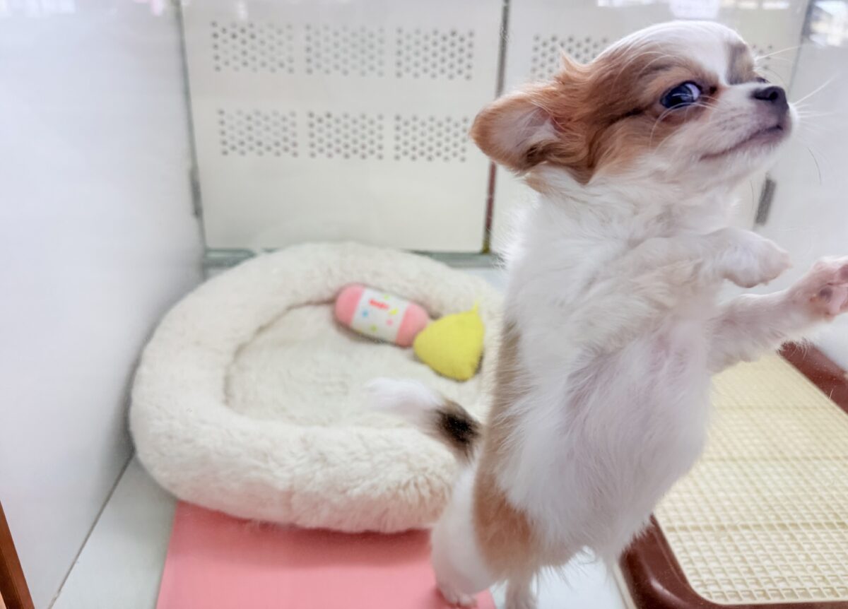 チワワ