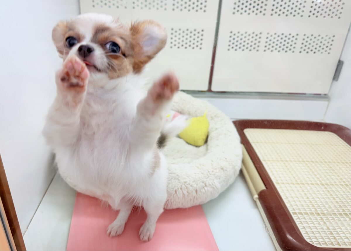 チワワ