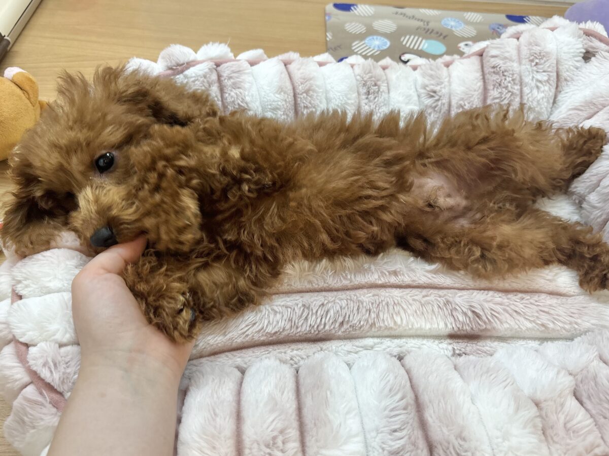 お腹見せた〜〜いっ♥トイプードルくん! トイプードル