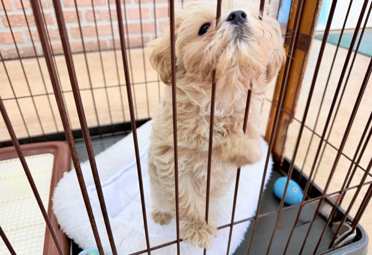 最新画像📸ハーフ犬(マルチーズ×トイプードル)女の子♪サークルデビューしました〜 マルプー