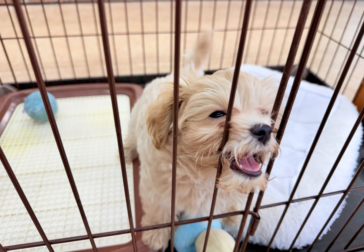 最新画像📸ハーフ犬(マルチーズ×トイプードル)女の子♪サークルデビューしました〜 マルプー