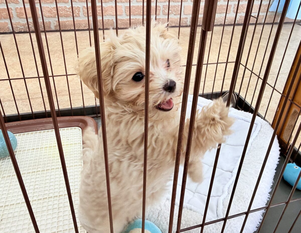 最新画像📸ハーフ犬(マルチーズ×トイプードル)女の子♪サークルデビューしました〜 マルプー