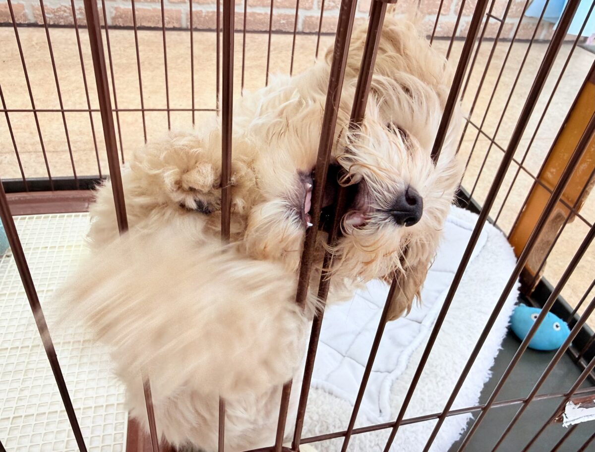 最新画像📸ハーフ犬(マルチーズ×トイプードル)女の子♪サークルデビューしました〜 マルプー
