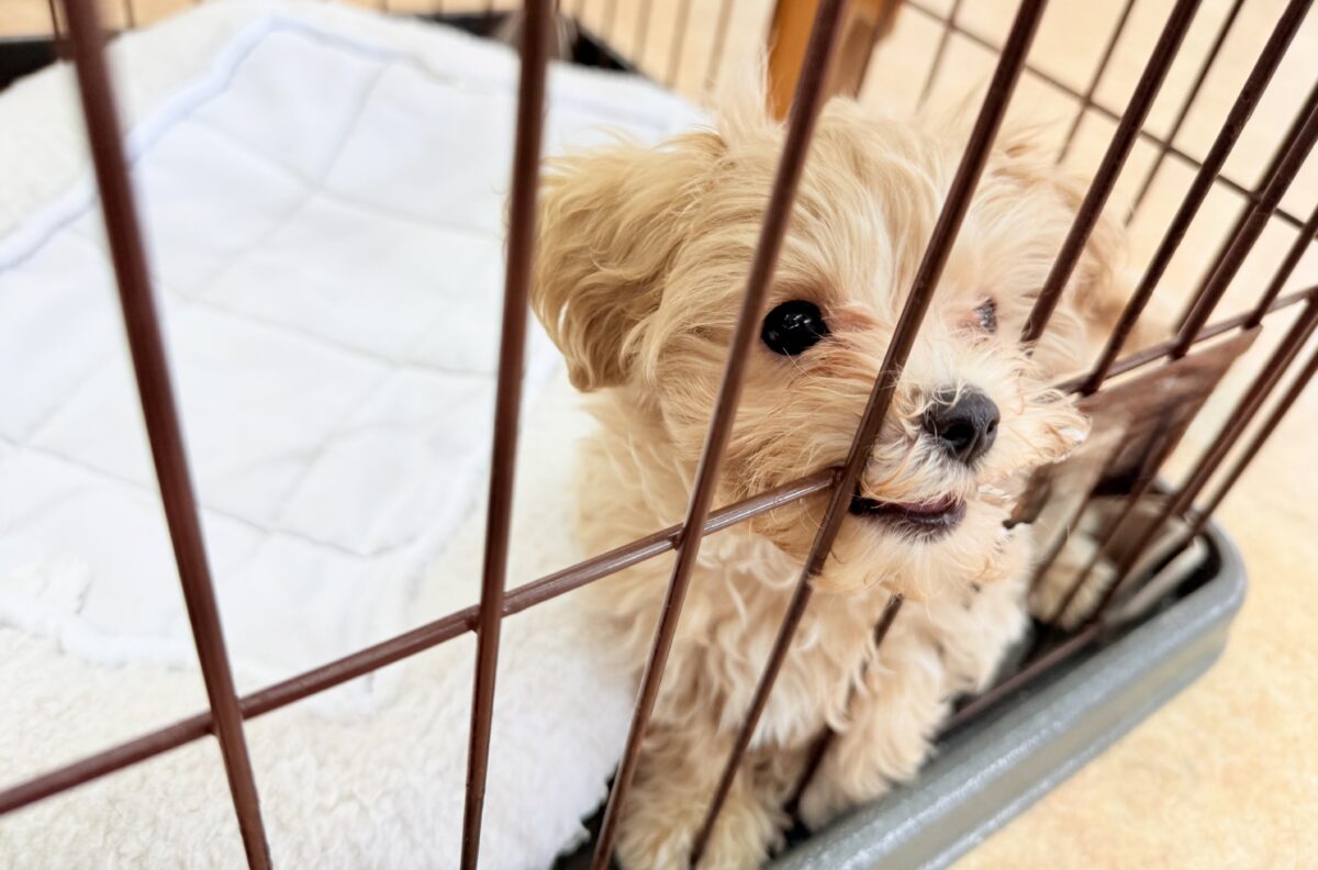 最新画像📸ハーフ犬(マルチーズ×トイプードル)女の子♪サークルデビューしました〜 マルプー