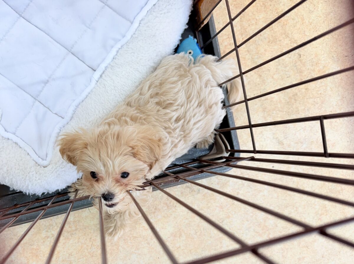 最新画像📸ハーフ犬(マルチーズ×トイプードル)女の子♪サークルデビューしました〜 マルプー