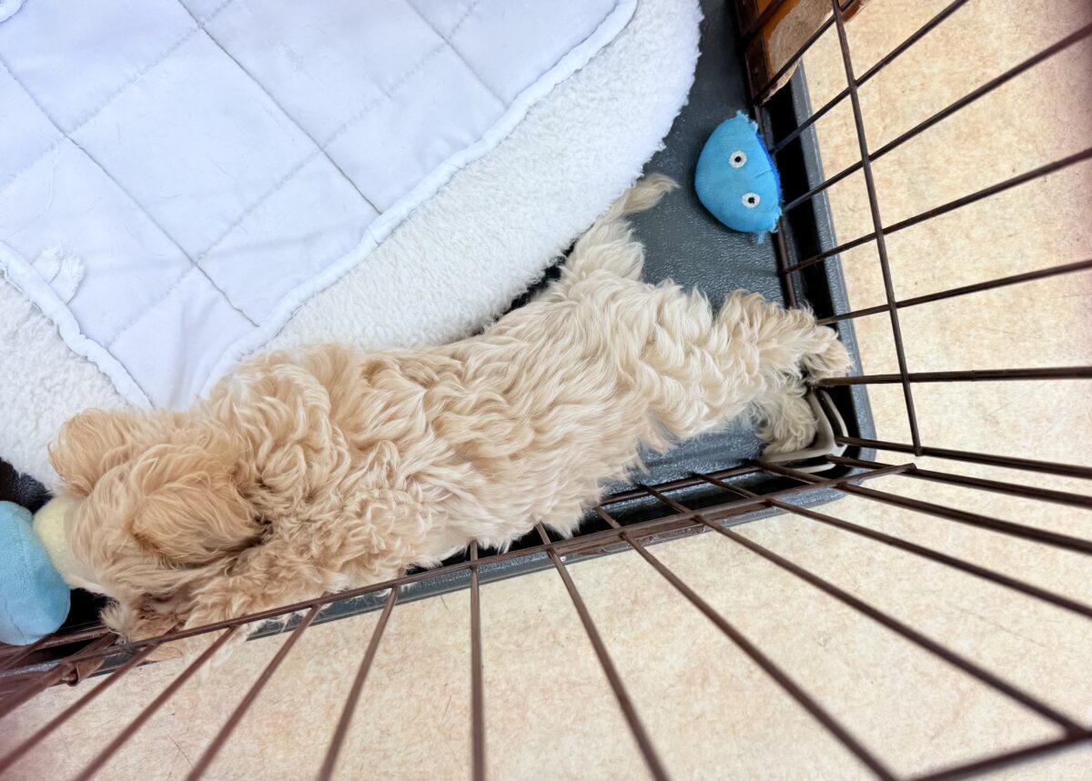 最新画像📸ハーフ犬(マルチーズ×トイプードル)女の子♪サークルデビューしました〜 マルプー