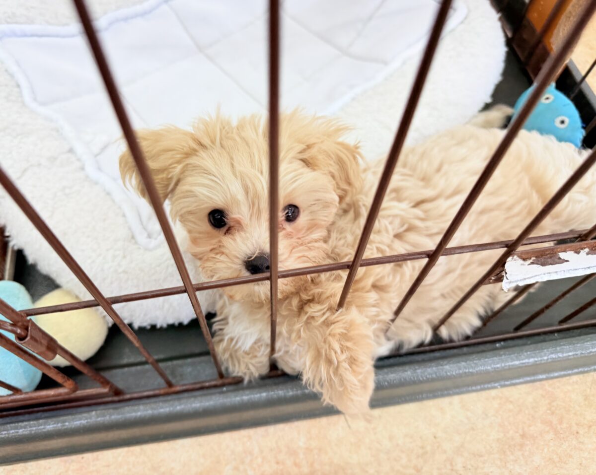 最新画像📸ハーフ犬(マルチーズ×トイプードル)女の子♪サークルデビューしました〜 マルプー