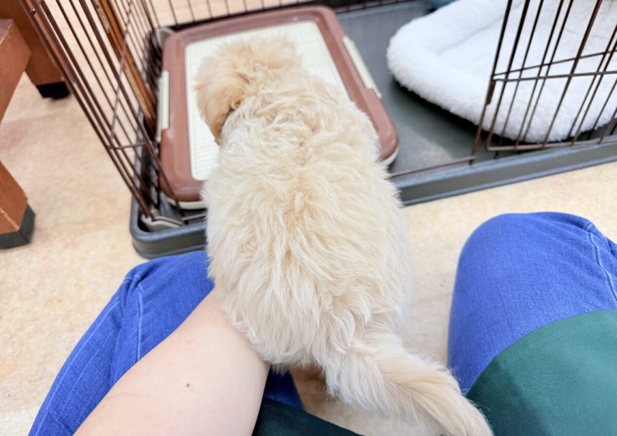 最新画像📸ハーフ犬(マルチーズ×トイプードル)女の子♪サークルデビューしました〜 マルプー