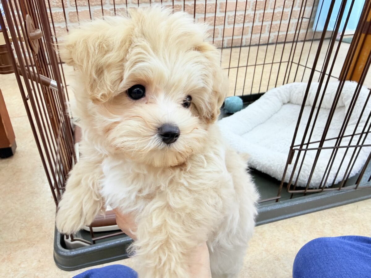 最新画像📸ハーフ犬(マルチーズ×トイプードル)女の子♪サークルデビューしました〜 マルプー