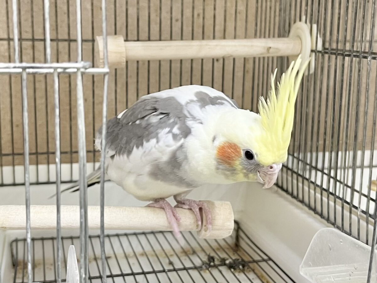 オカメインコ