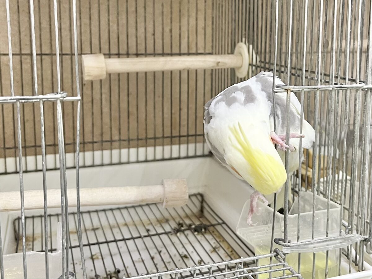 オカメインコ
