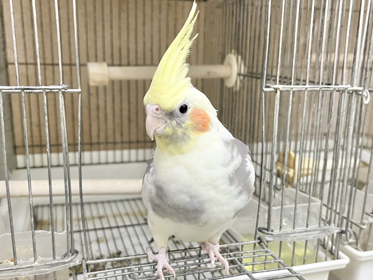 オカメインコ