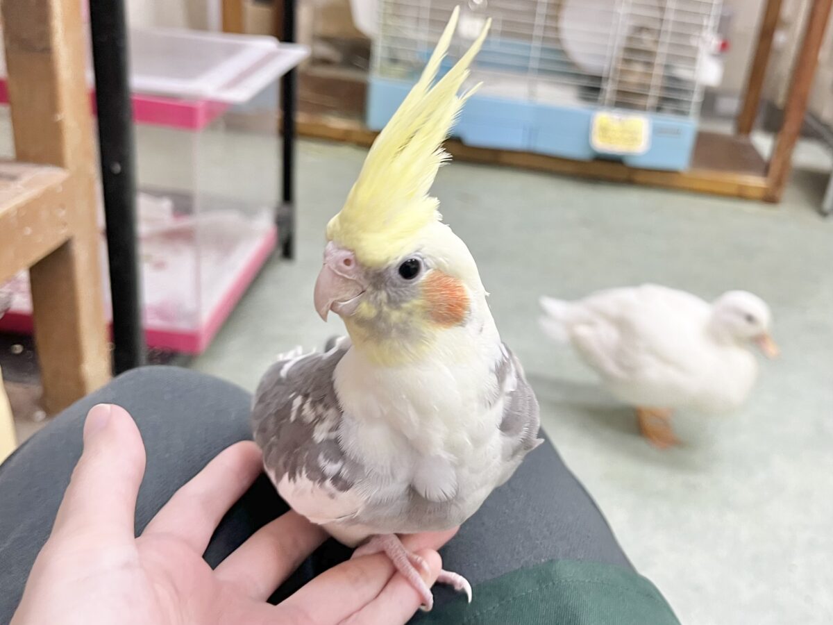 オカメインコ